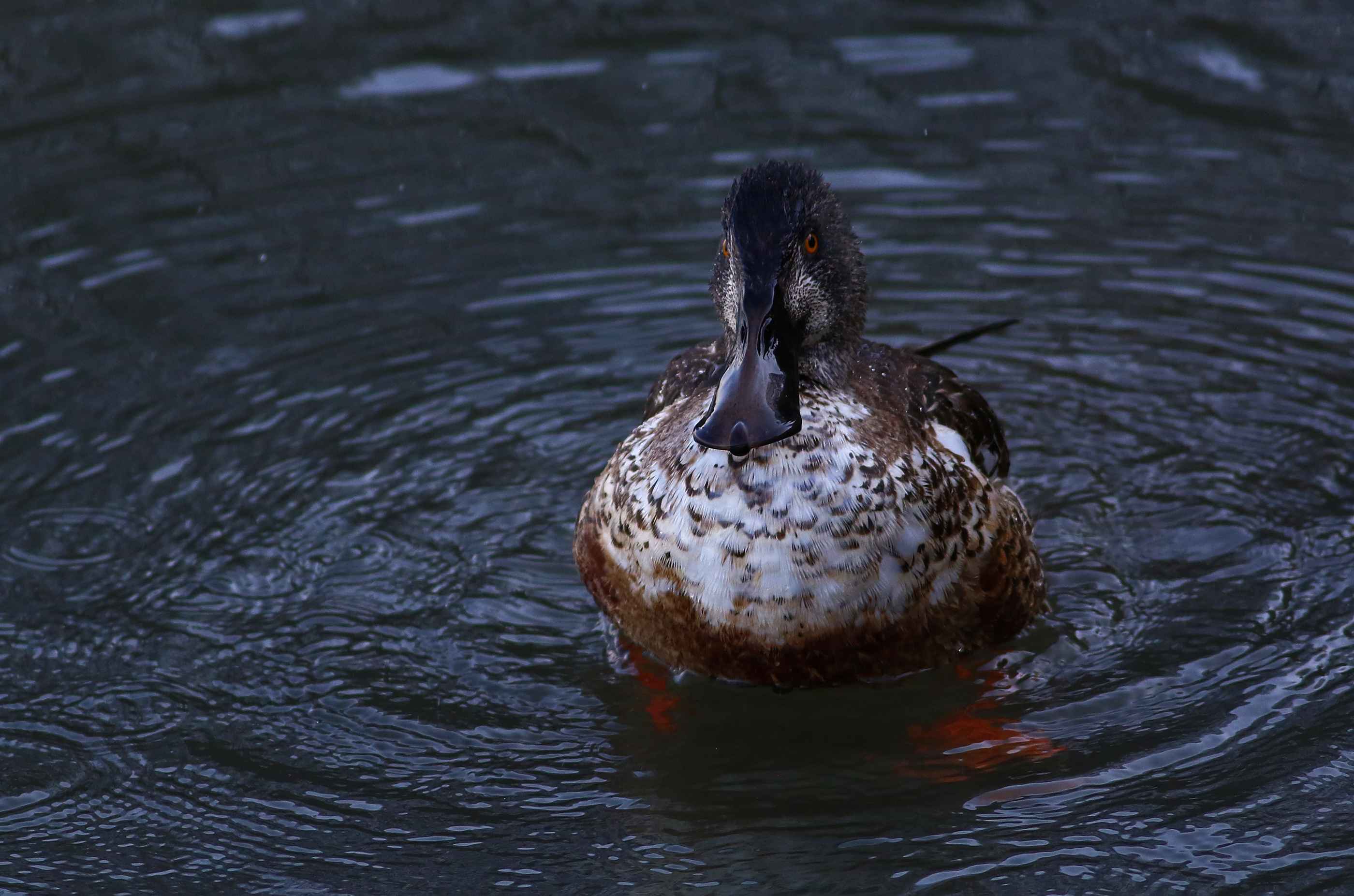 Northern Shoveler